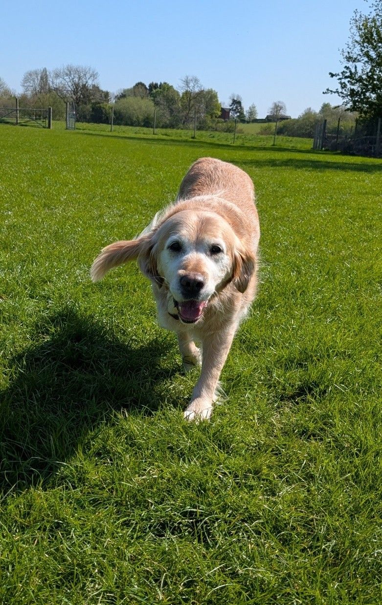 Dogs enjoying a secure field run in Warwickshire countryside
